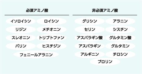 「必須アミノ酸」と「非必須アミノ酸」
